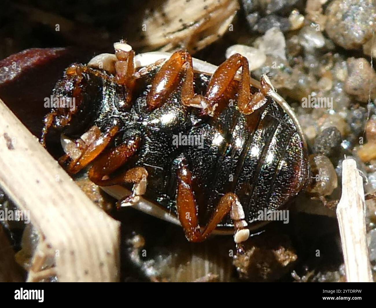 Common Willow Calligrapher Beetle (Calligrapha multipunctata Stock ...