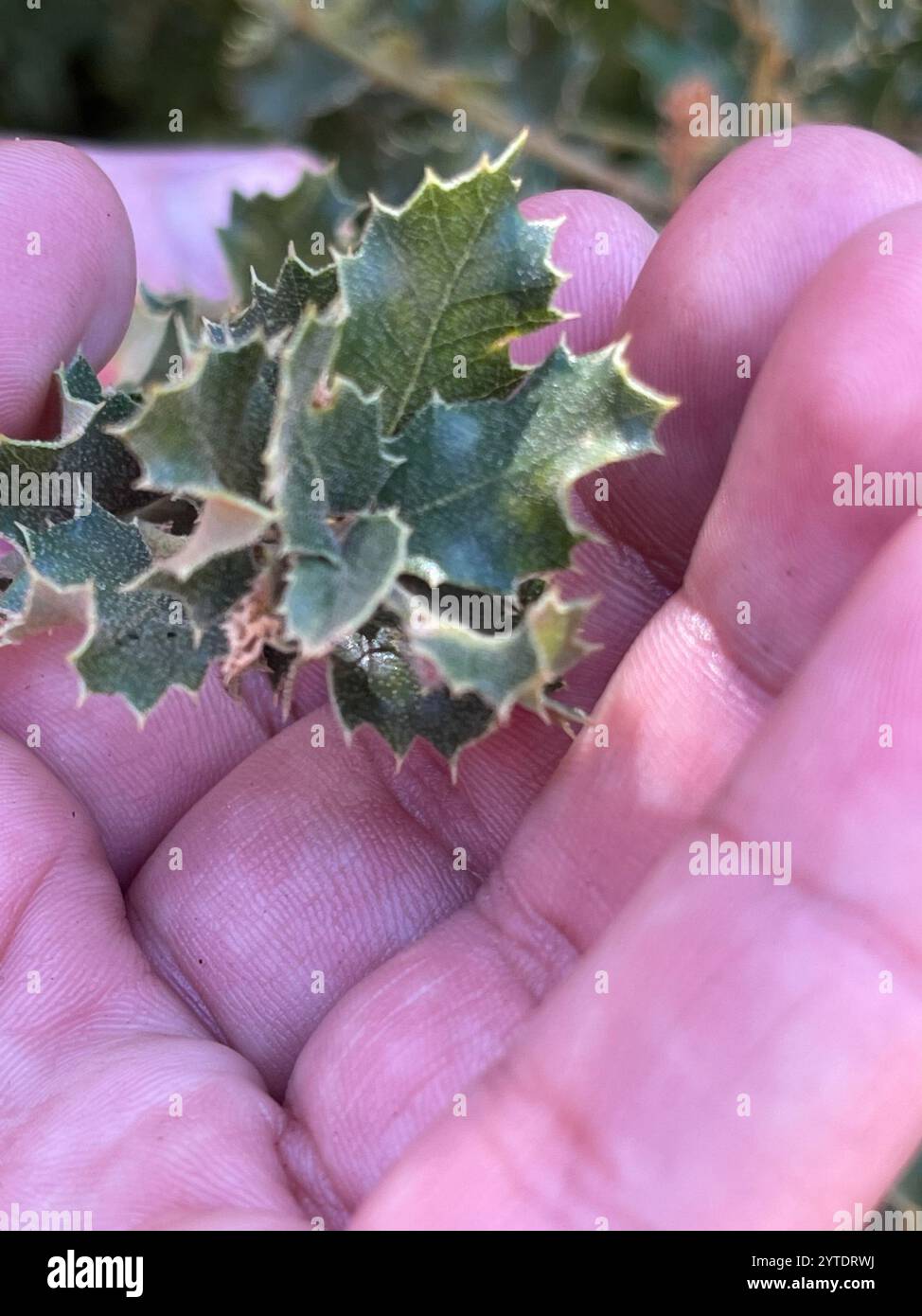 Canyon oak quercus chrysolepis hi-res stock photography and images - Alamy