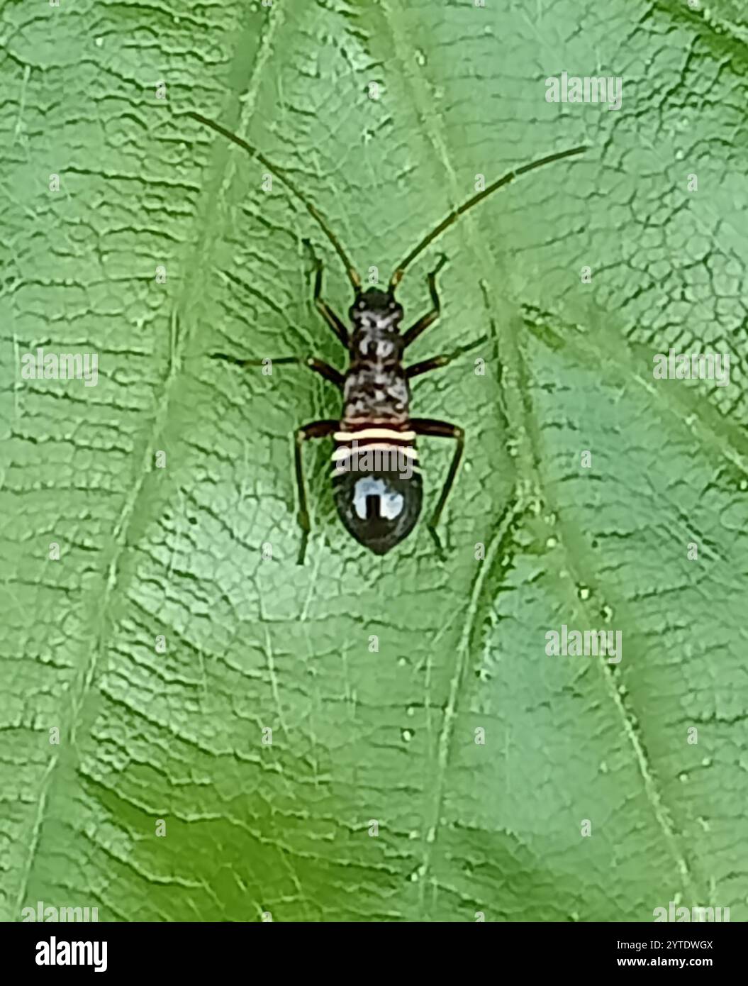 streaked plant bug (Miris striatus Stock Photo - Alamy