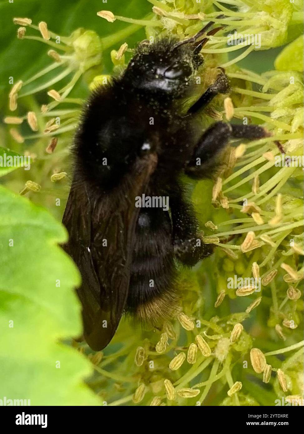 Bombus rupestris hi-res stock photography and images - Alamy
