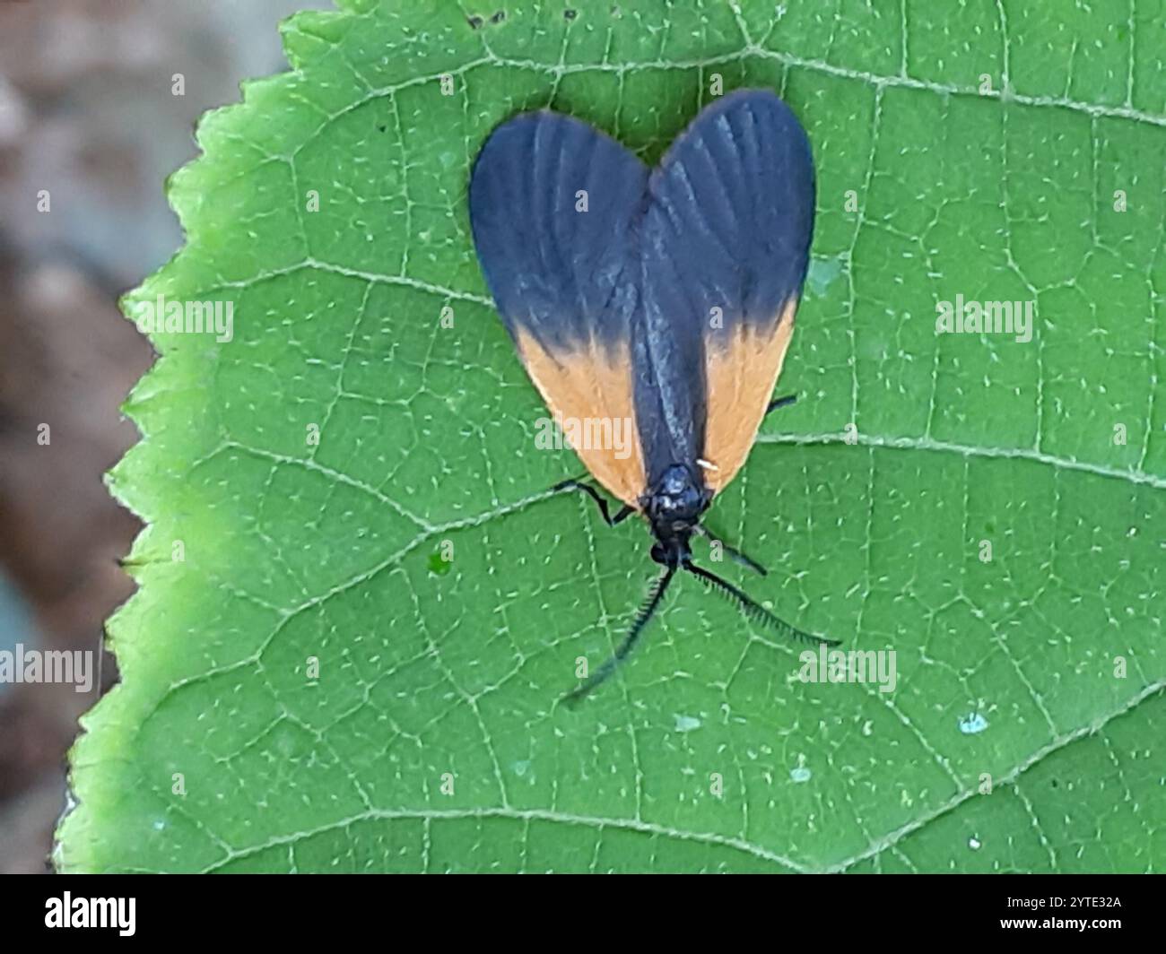 Orange patched smoky moth hi-res stock photography and images - Alamy