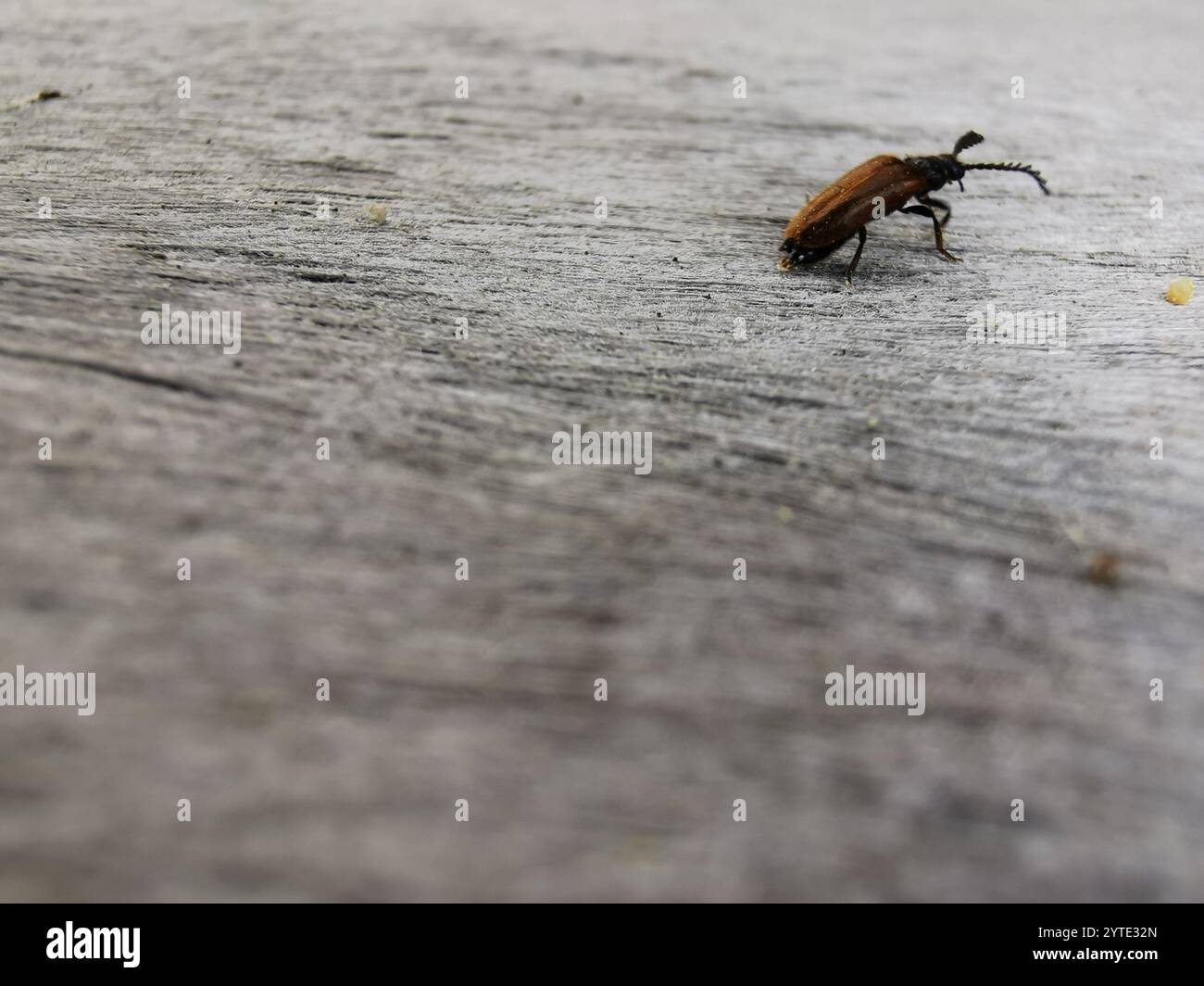 Drilus flavescens hi-res stock photography and images - Alamy