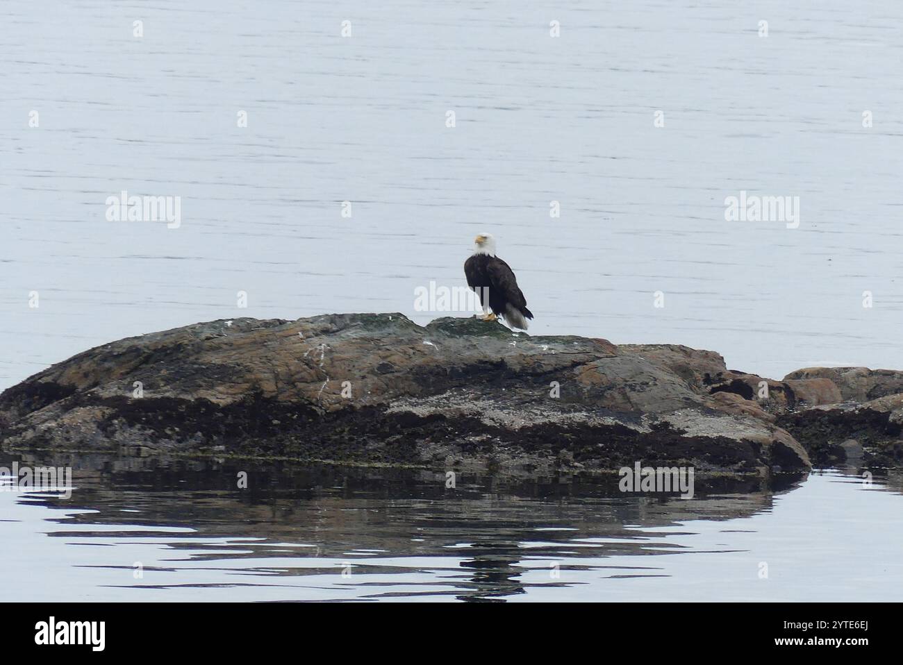 Bald Eagle (Haliaeetus leucocephalus Stock Photo - Alamy