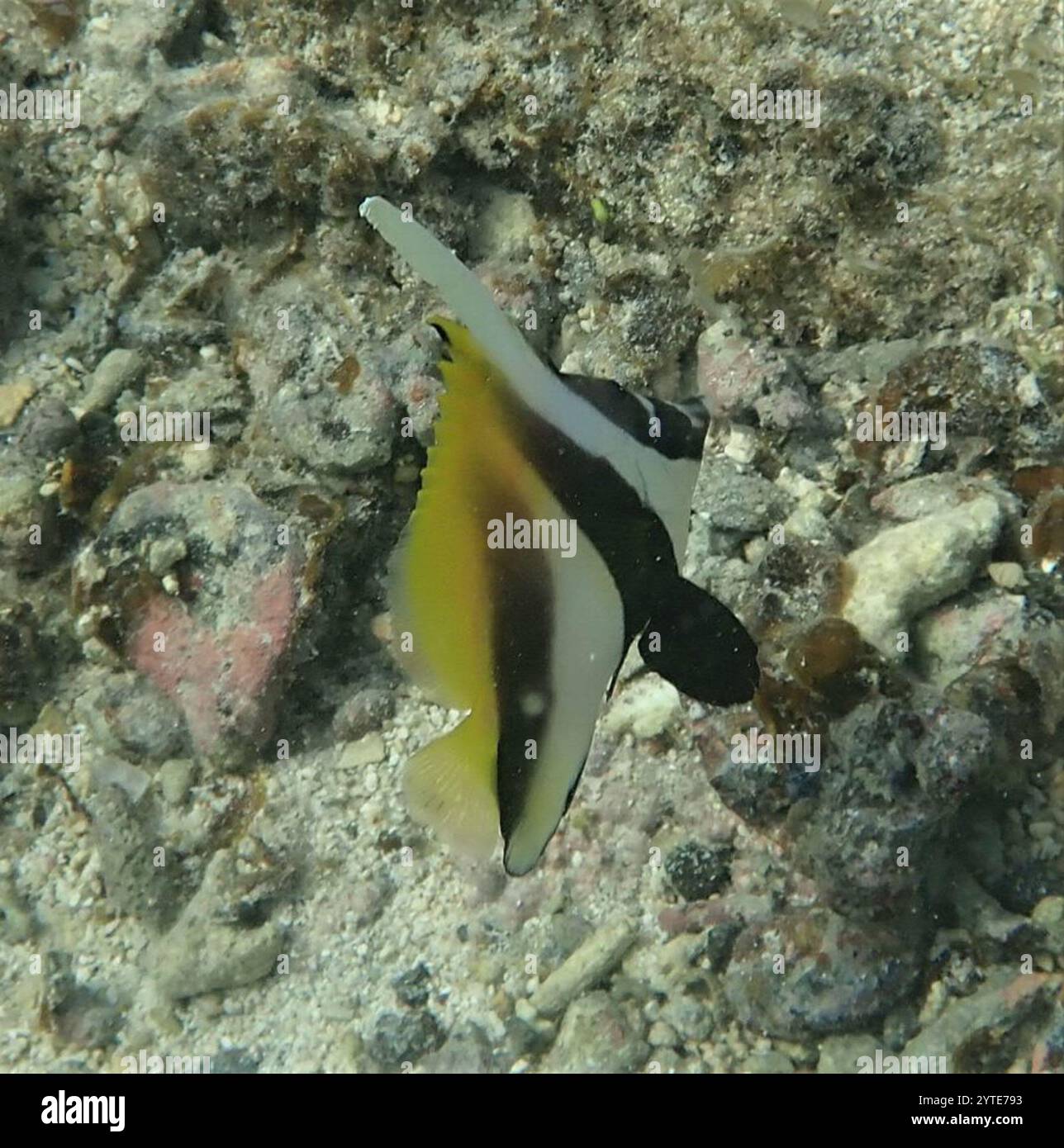 Masked Bannerfish (Heniochus monoceros) Stock Photo