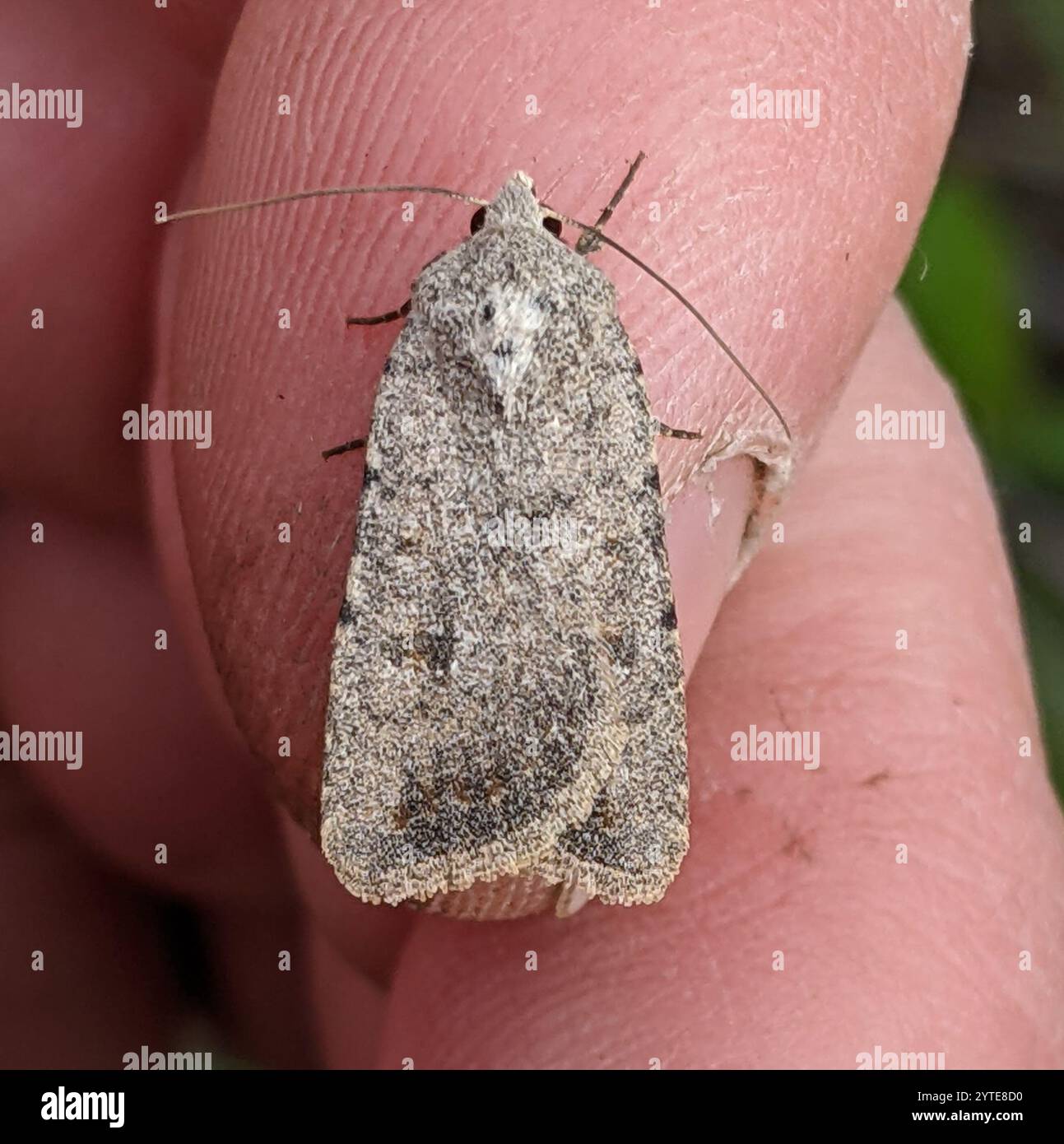Civil Rustic Moth (Caradrina montana Stock Photo - Alamy