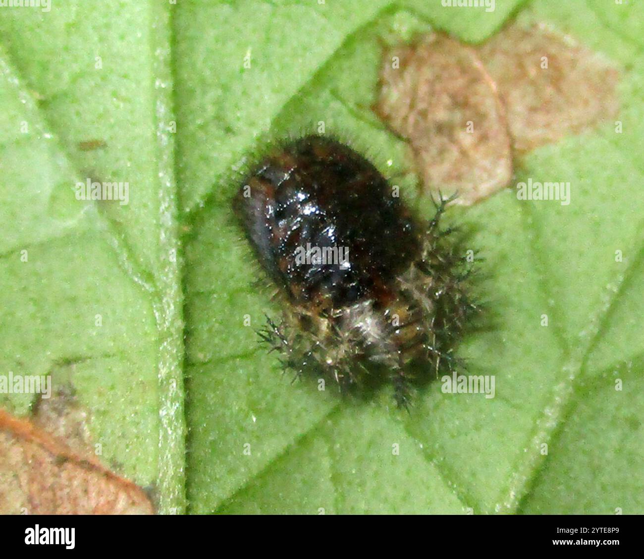 Cucurbit Insects Cucurbit Lady Beetle (Chnootriba fabriciana Stock Photo - Alamy