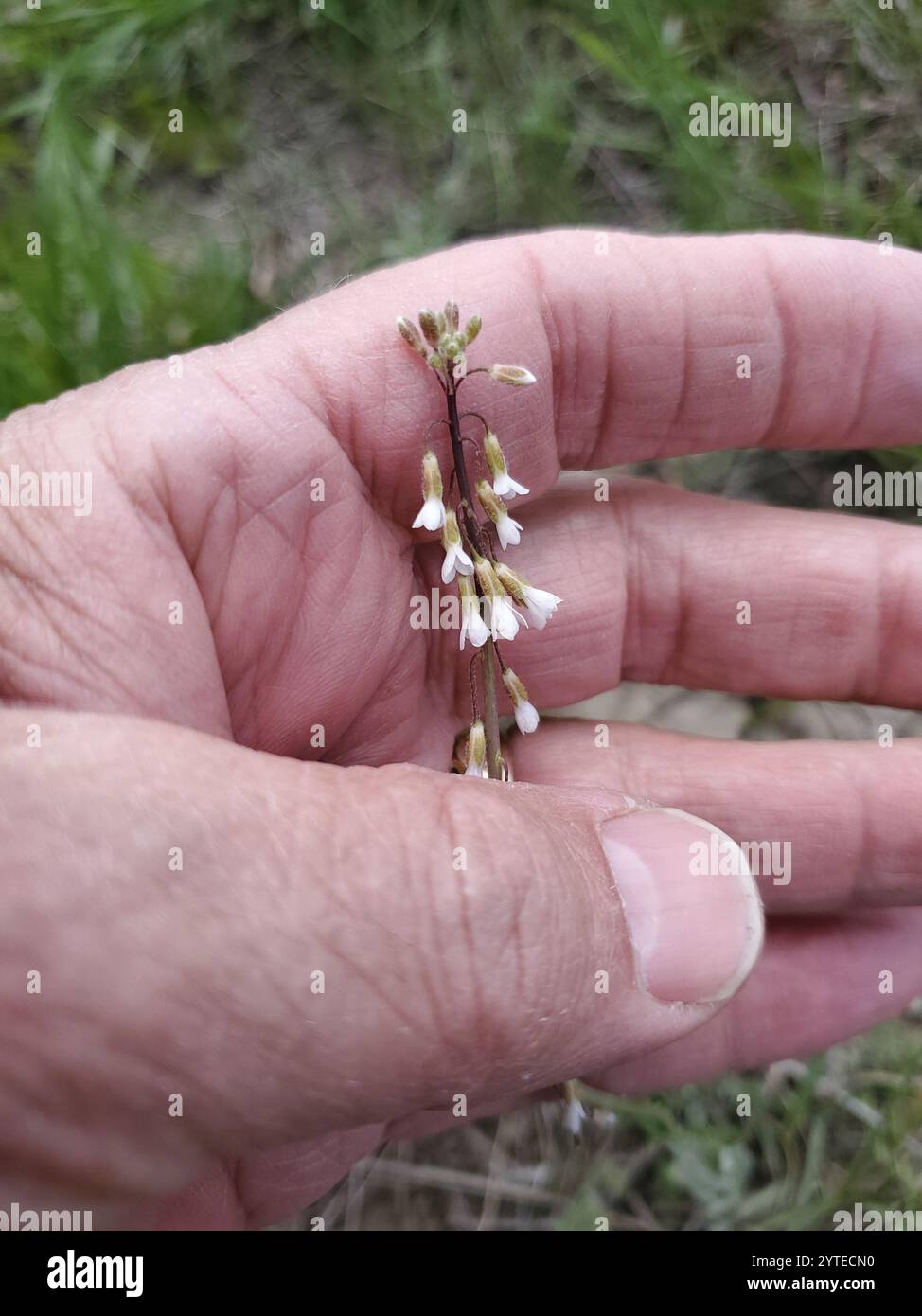 Reflexed Rockcress (Boechera retrofracta Stock Photo - Alamy