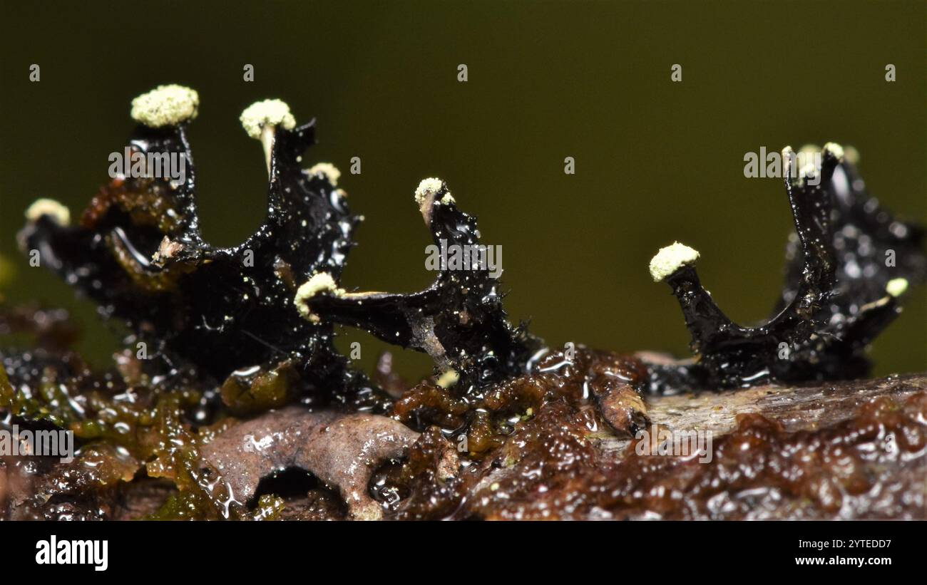 Green loop lichen hi-res stock photography and images - Alamy