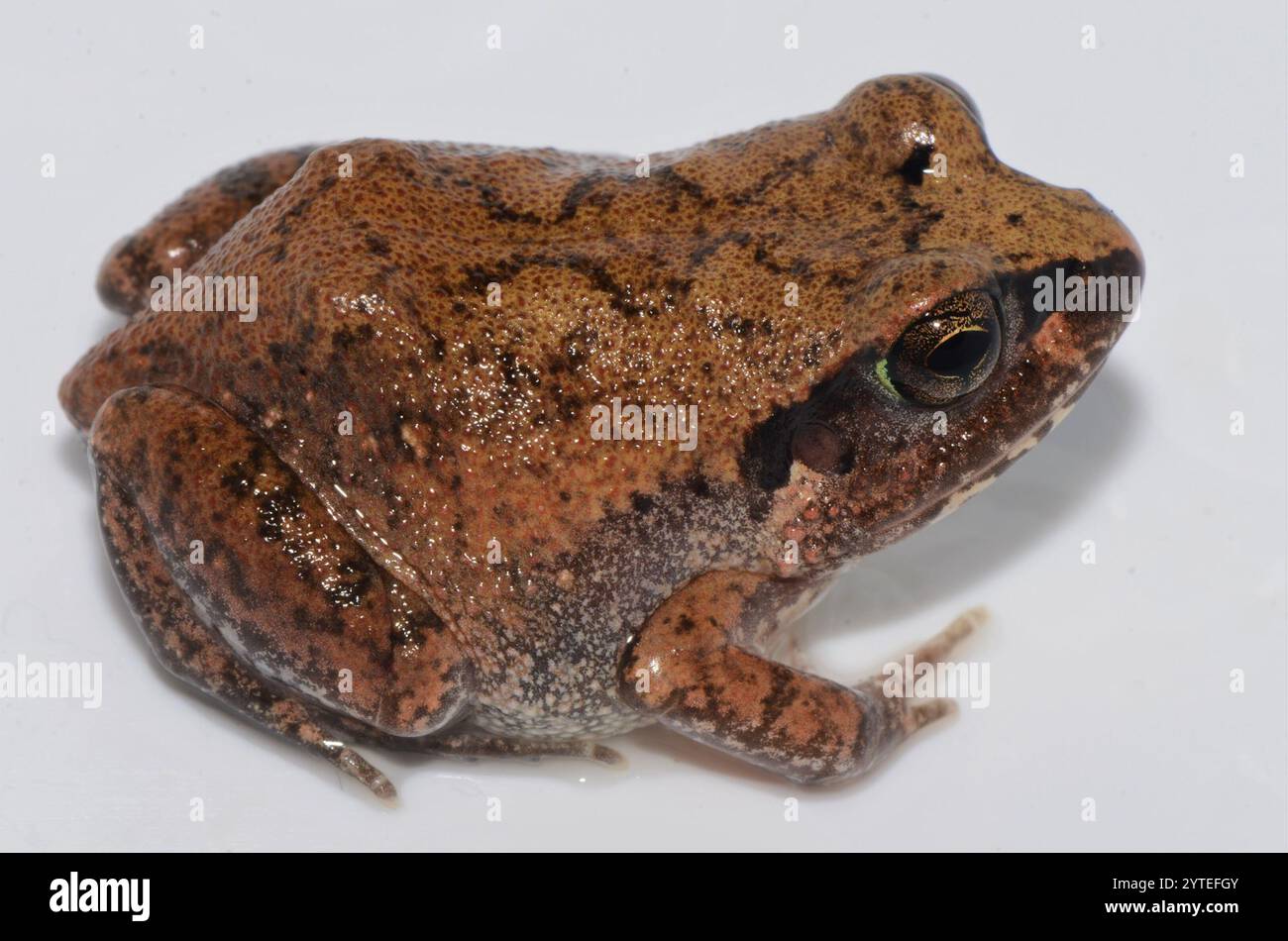 Common Squeaker (Arthroleptis stenodactylus Stock Photo - Alamy