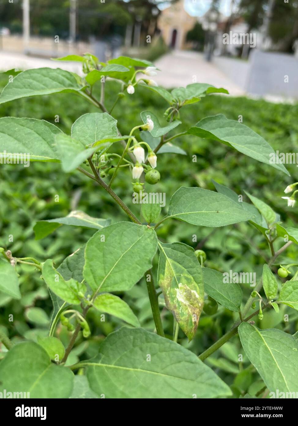 American black nightshade (Solanum americanum Stock Photo - Alamy