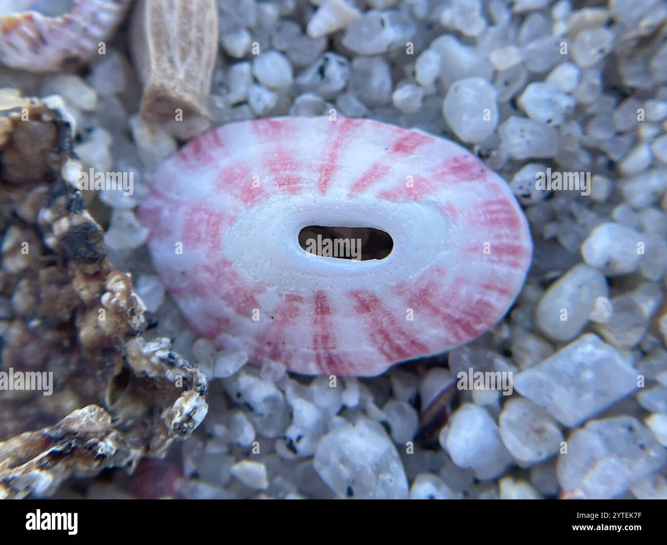 Volcano Keyhole Limpet (Fissurella volcano Stock Photo - Alamy