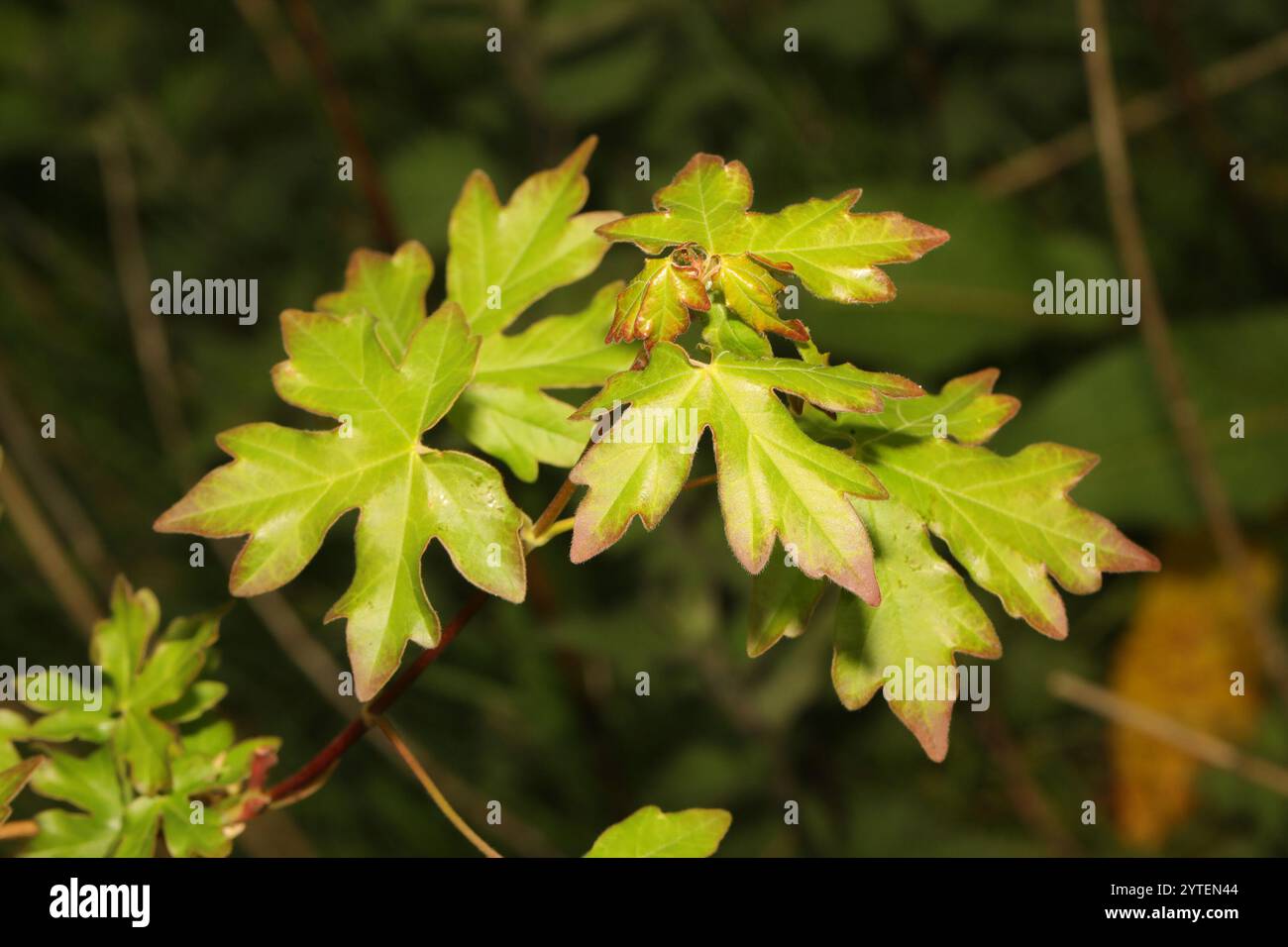 field maple (Acer campestre Stock Photo - Alamy