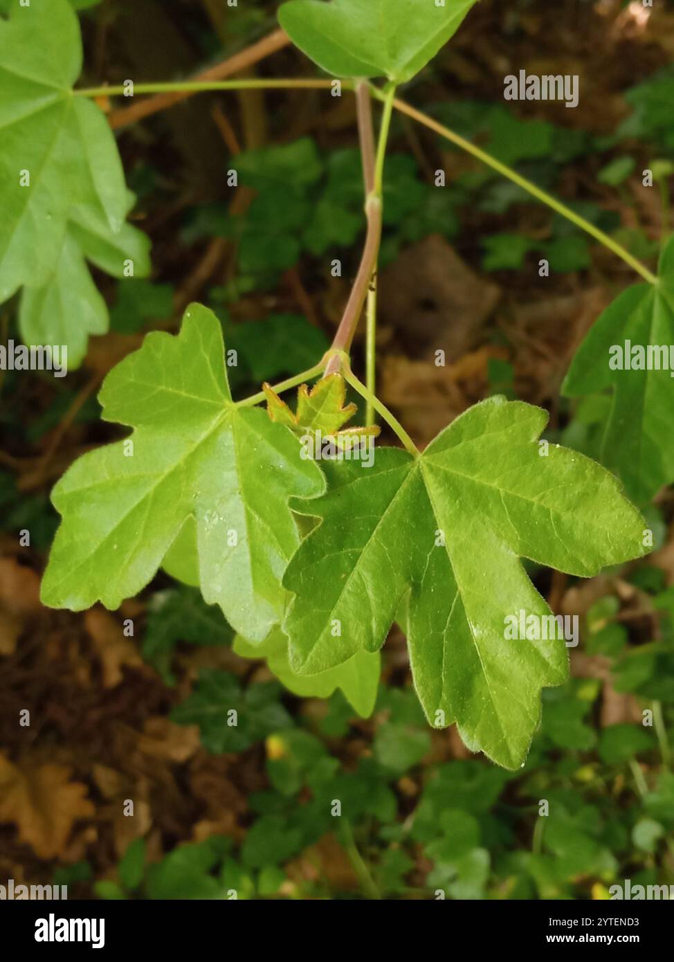 field maple (Acer campestre Stock Photo - Alamy
