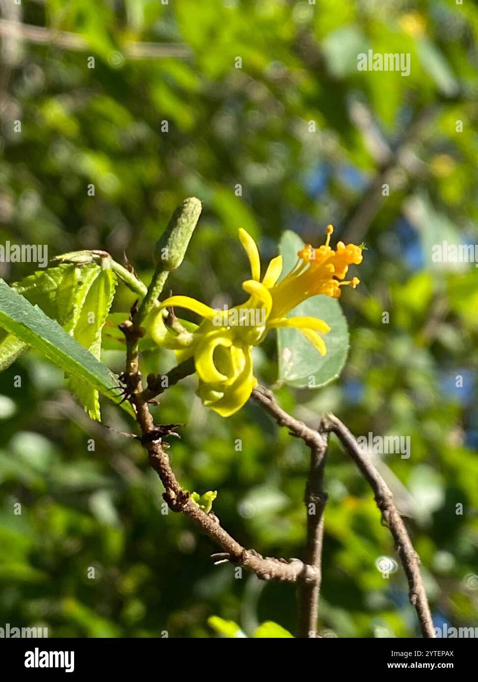 Climbing Raisin (Grewia afra Stock Photo - Alamy