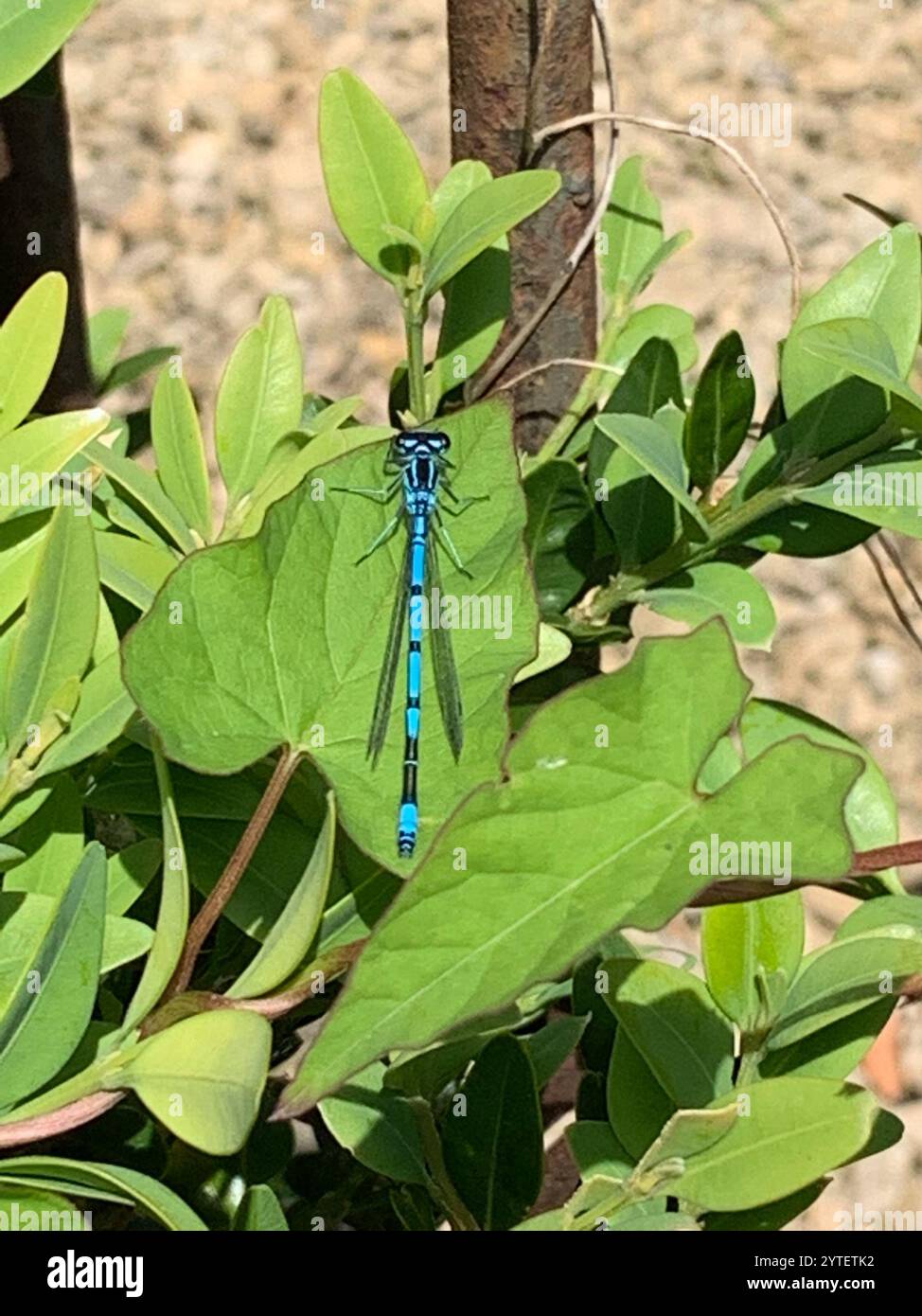 Azure Damselfly (Coenagrion puella Stock Photo - Alamy