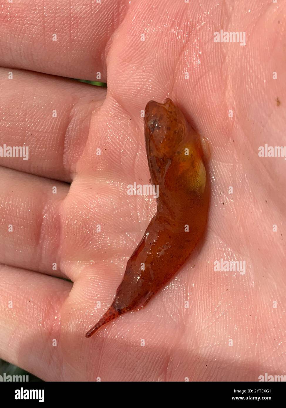 Slimy Snailfish (Liparis mucosus Stock Photo - Alamy
