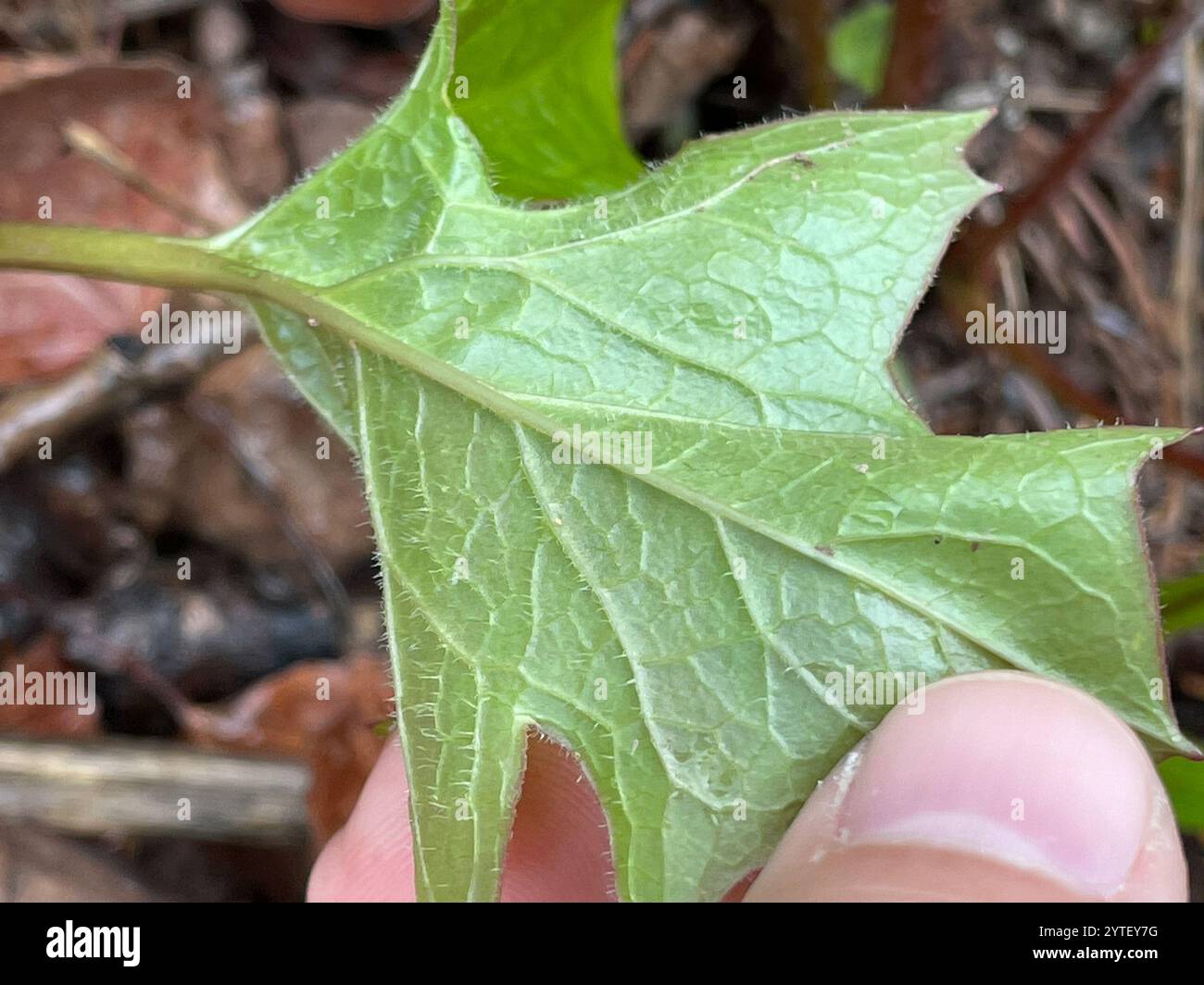 white rattlesnake root (Nabalus albus Stock Photo - Alamy