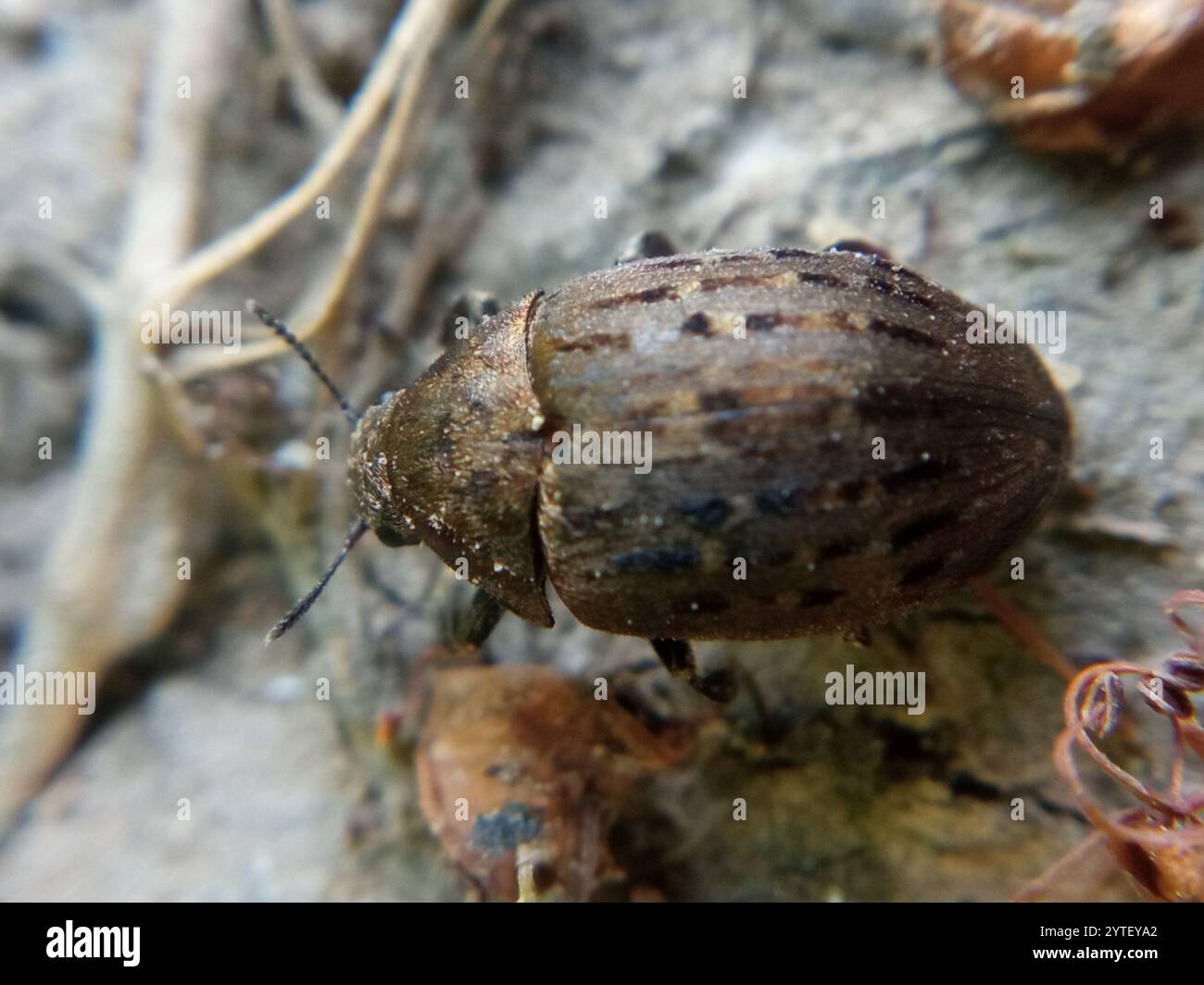 Pilua Insect Beetle byrrhus pilula hi-res stock photography and images - Alamy