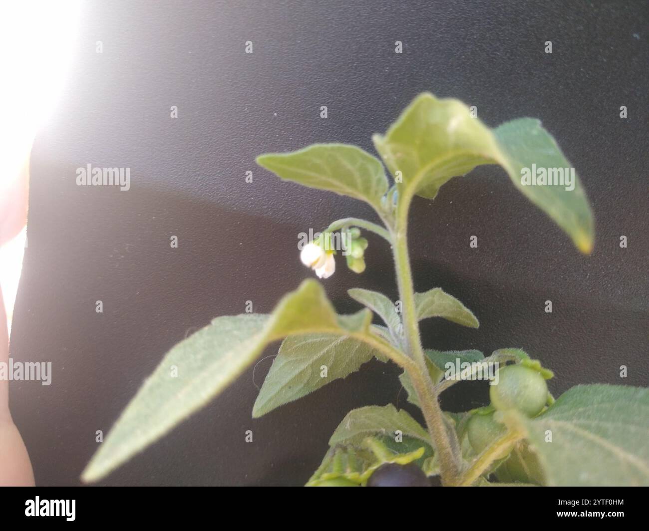 Black Nightshade Complex (Solanum nigrum Stock Photo - Alamy