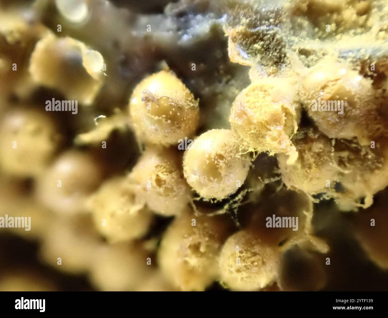 Trichia scabra hi-res stock photography and images - Alamy