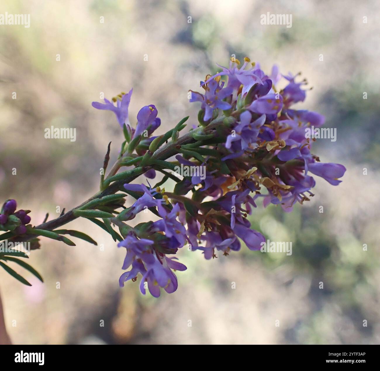Selago Skinny Bitterbush (Selago canescens Stock Photo - Alamy
