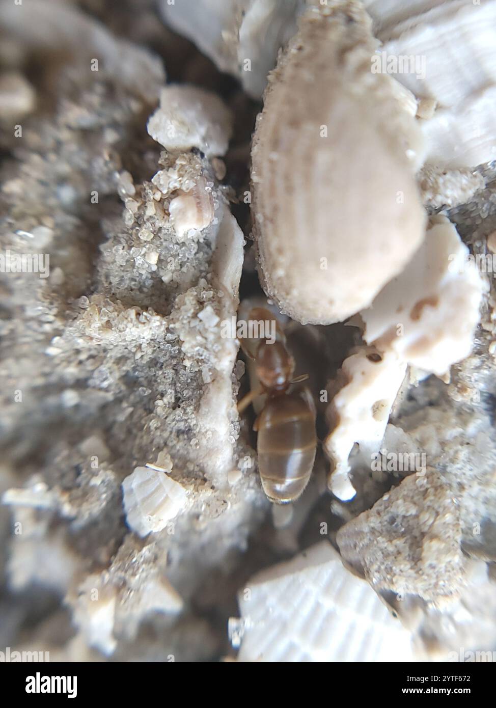 Seaside Rover Ant Obscurior hi-res stock photography and images - Alamy