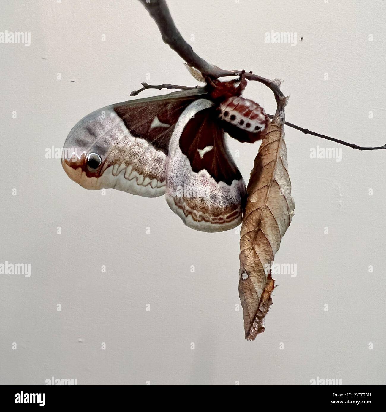 Callosamia promethea hi-res stock photography and images - Alamy