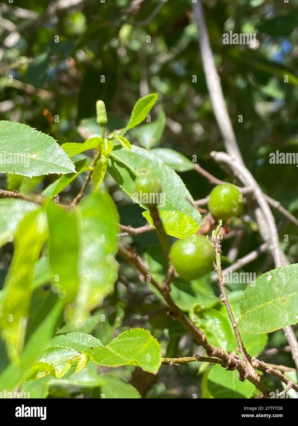 Climbing Raisin (Grewia afra Stock Photo - Alamy