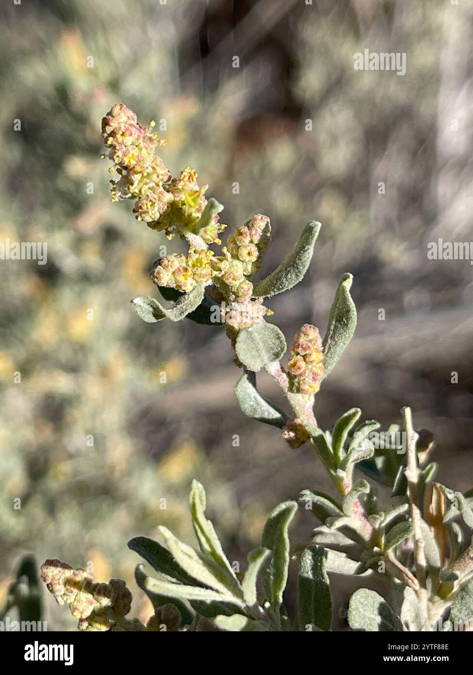 Fourwing Saltbush (Atriplex canescens Stock Photo - Alamy