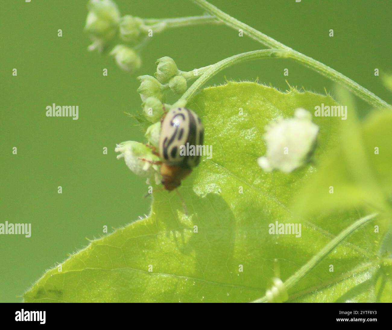Parthenium beetle (Calligrapha bicolorata Stock Photo - Alamy