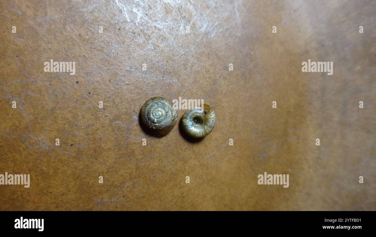 Discus ruderatus hi-res stock photography and images - Alamy