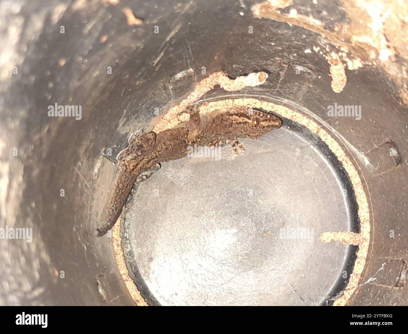 Invasive Gecko Asian House Gecko (Hemidactylus frenatus Stock Photo - Alamy