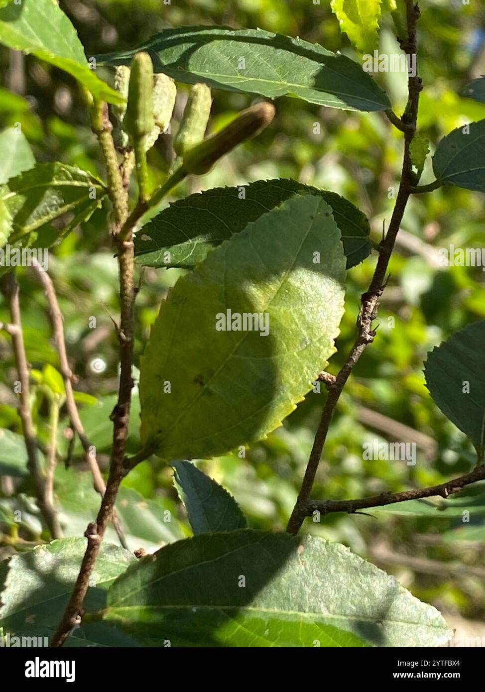 Climbing Raisin (Grewia afra Stock Photo - Alamy