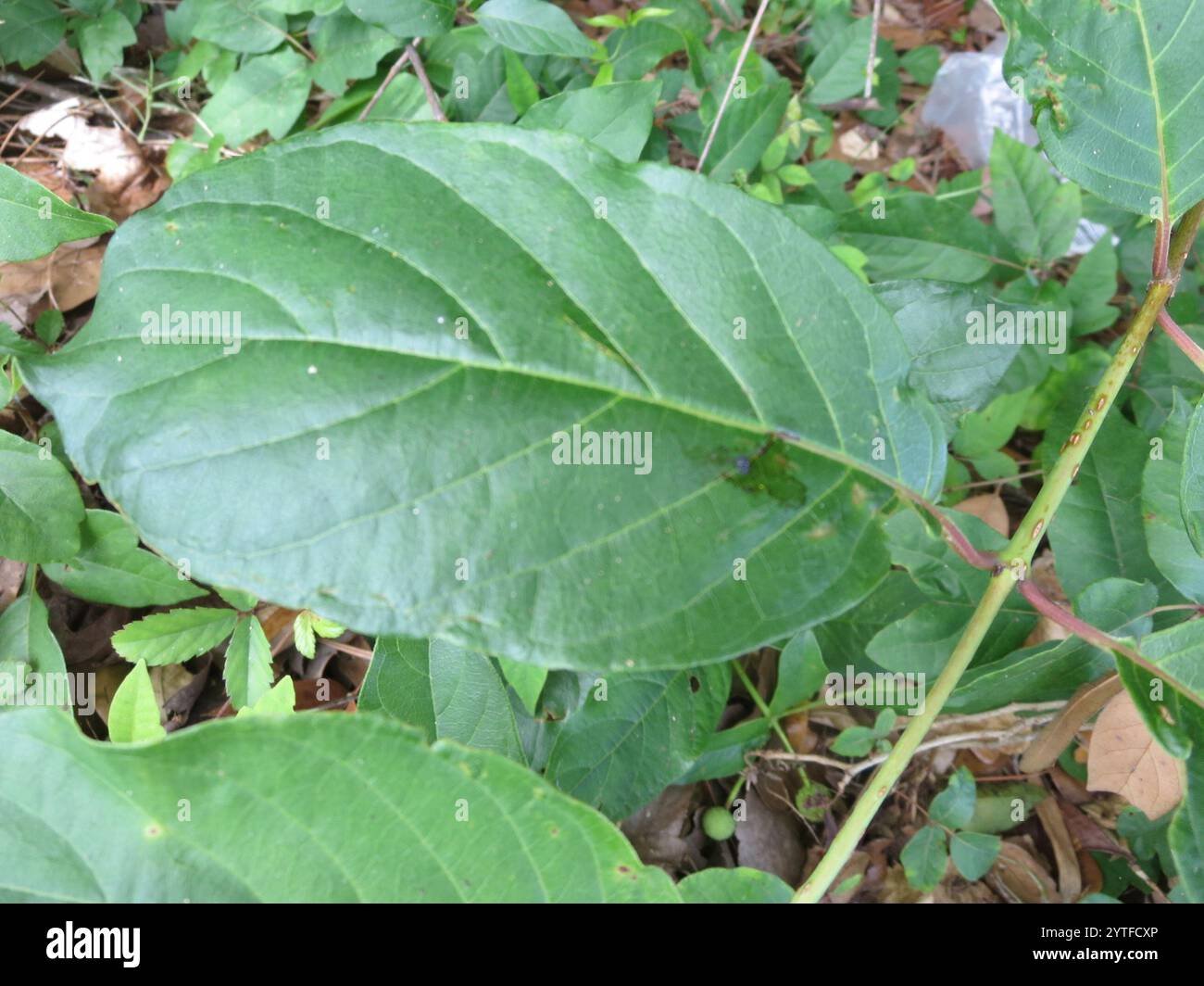 buttonbush (Cephalanthus occidentalis Stock Photo - Alamy