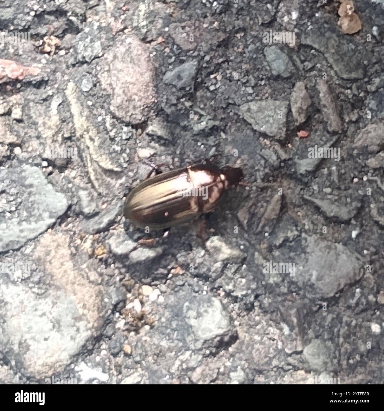 Common Sun Beetle (Amara aenea Stock Photo - Alamy