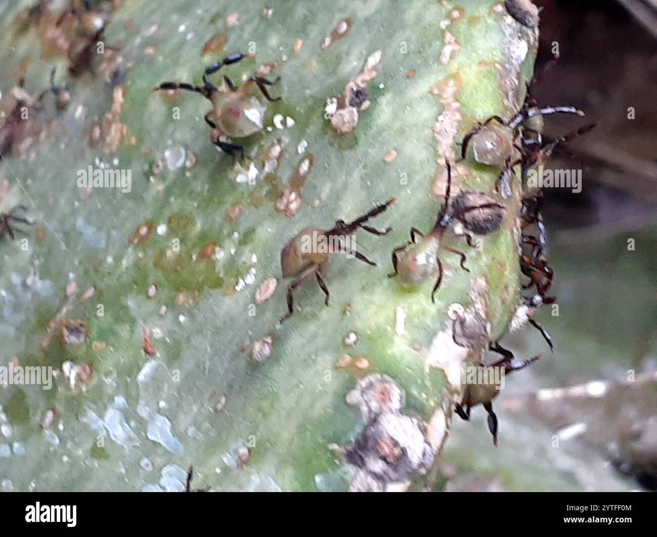 Cactus coreid bug hi-res stock photography and images - Alamy