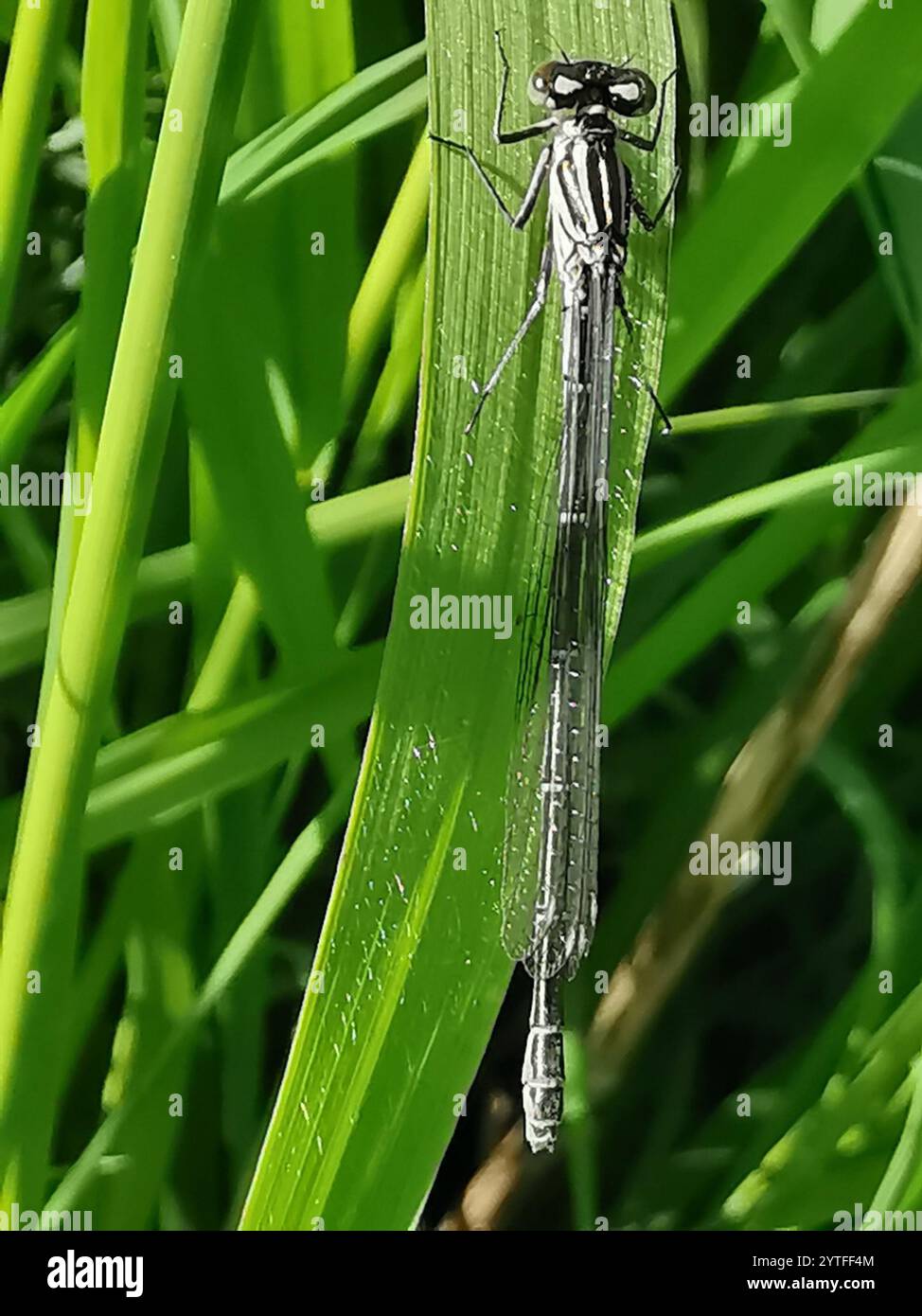 Azure Damselfly (Coenagrion puella Stock Photo - Alamy