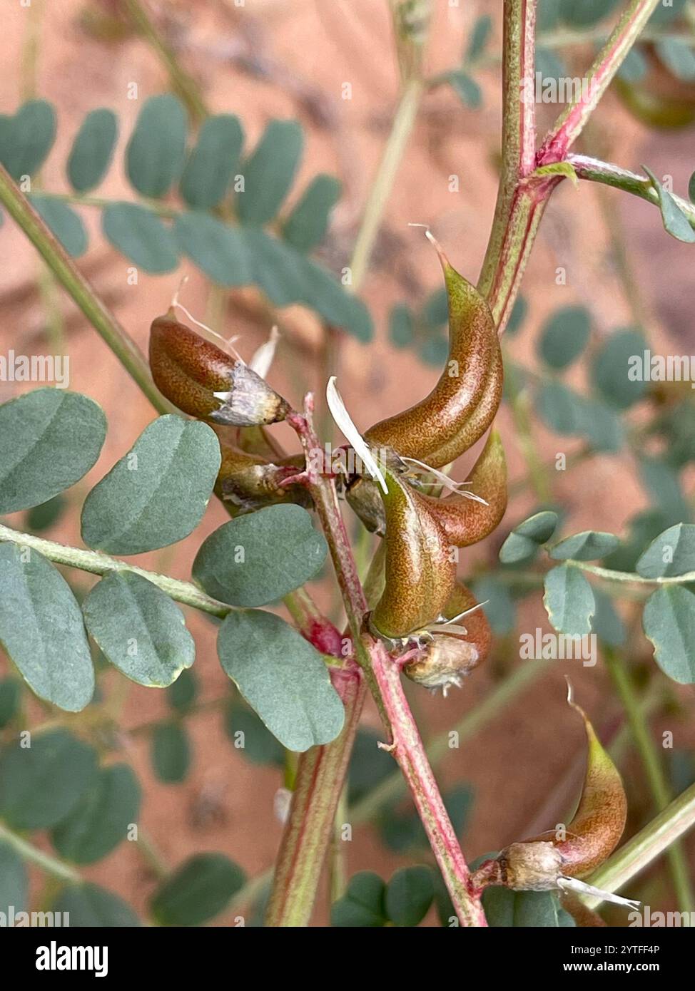 Freckled milkvetch hi-res stock photography and images - Alamy