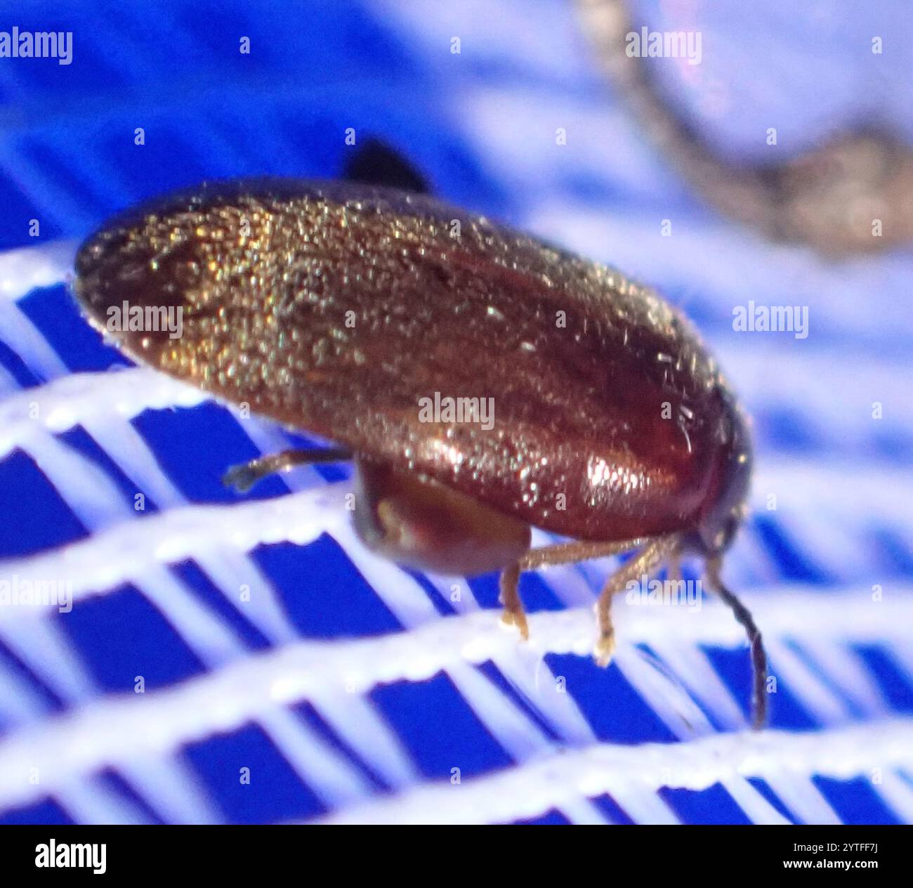 Marsh Beetles (Scirtidae Stock Photo - Alamy