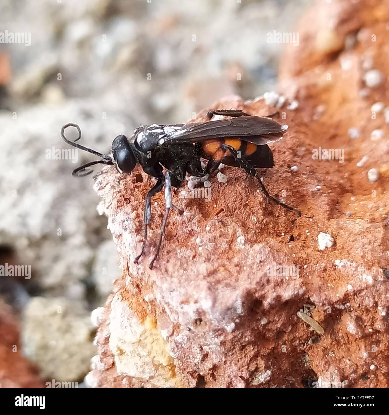 Blue-black Spider Wasps (Anoplius Stock Photo - Alamy