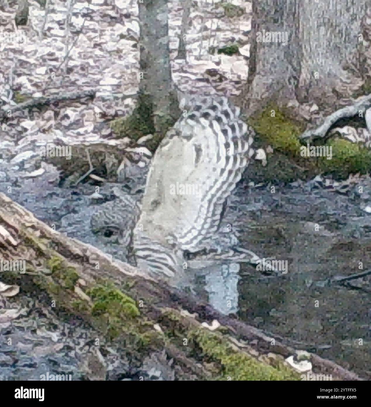 Strix Vari Barred Owl (Strix varia Stock Photo - Alamy