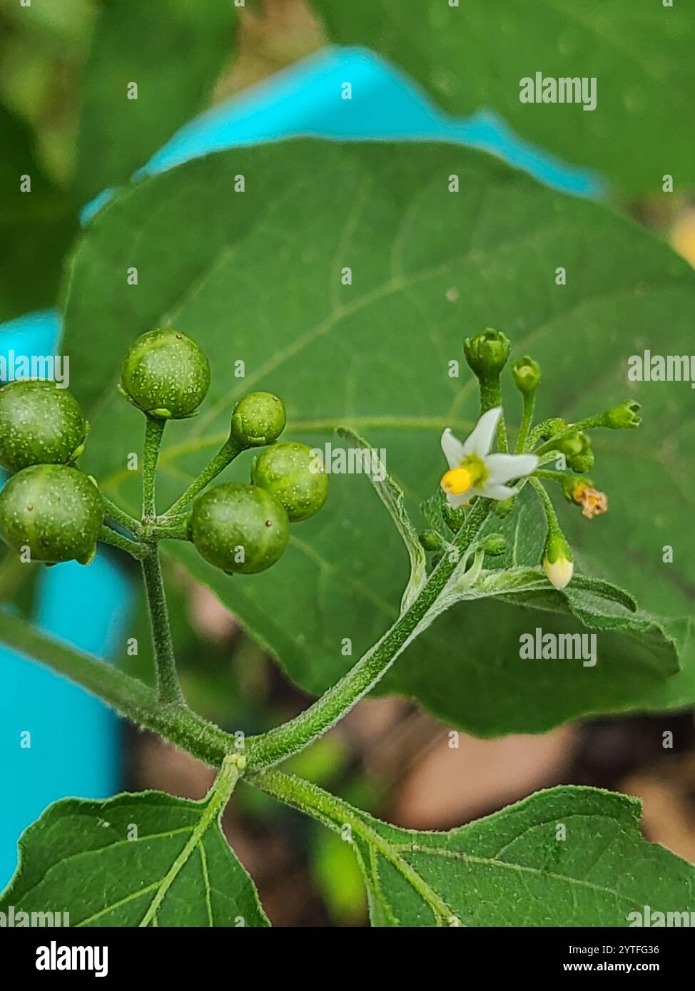American black nightshade (Solanum americanum Stock Photo - Alamy