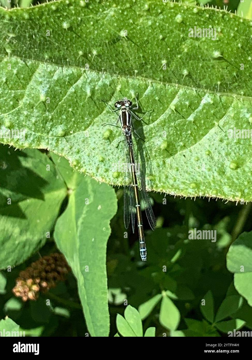 Azure Damselfly (Coenagrion puella Stock Photo - Alamy