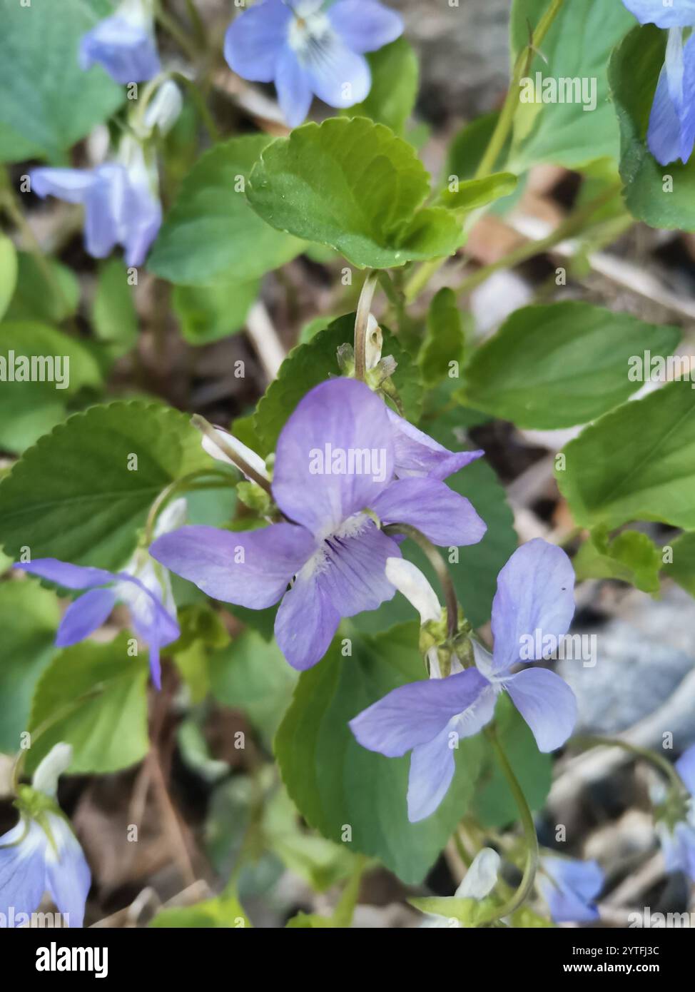 Viola Rivinian common dog-violet (Viola riviniana Stock Photo - Alamy