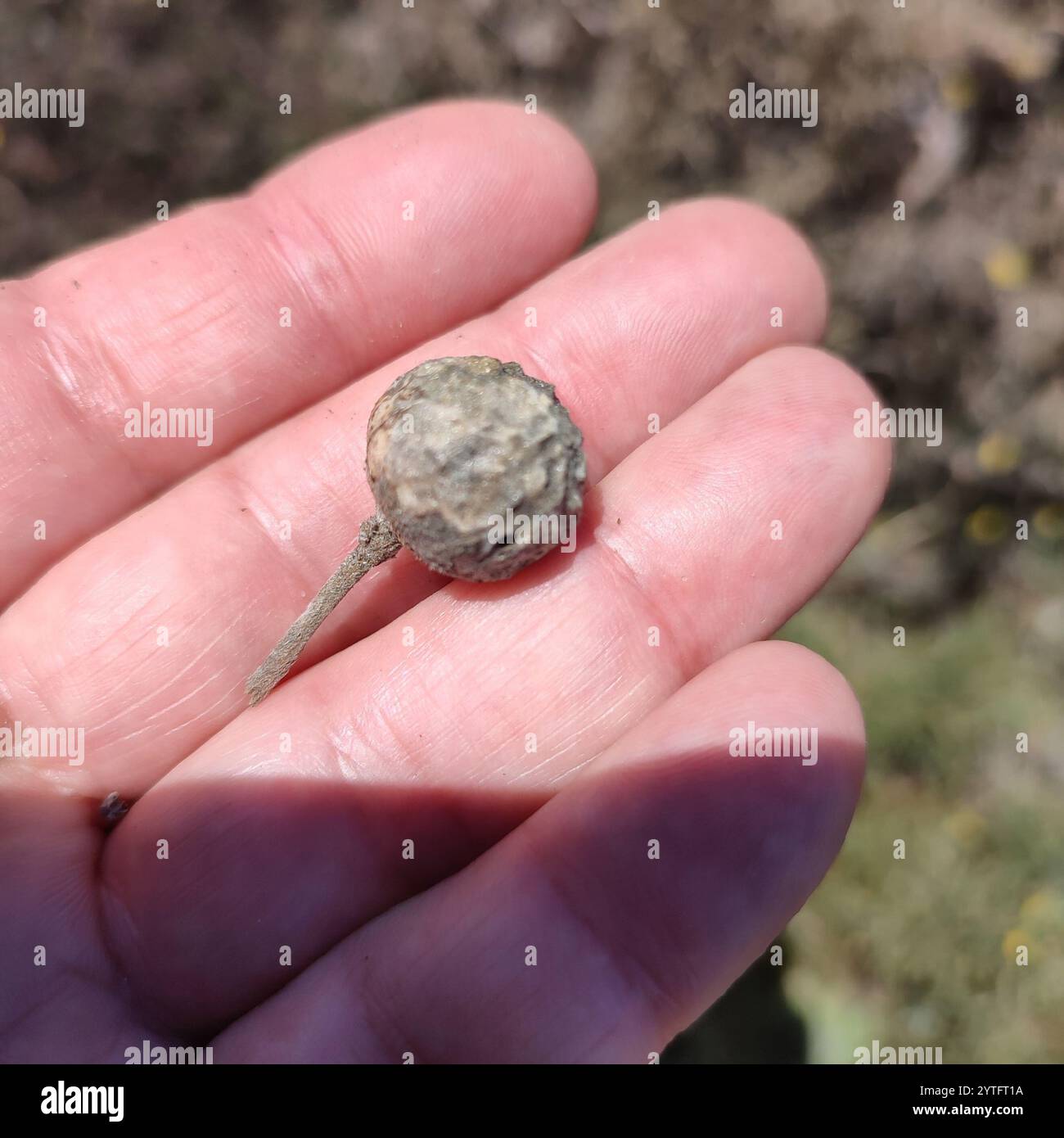 Rhodus hi-res stock photography and images - Alamy