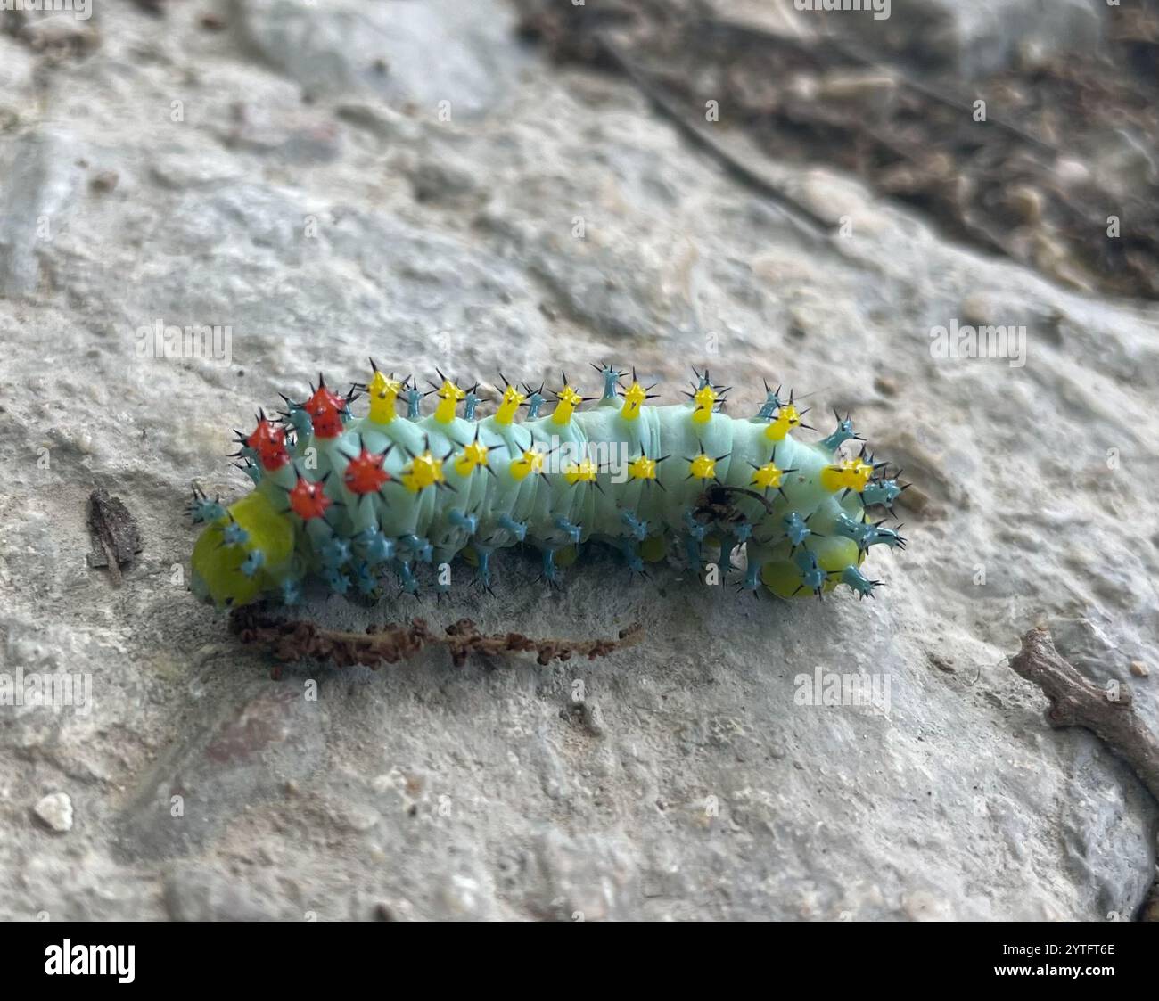 Cecropia Moth (Hyalophora cecropia Stock Photo - Alamy