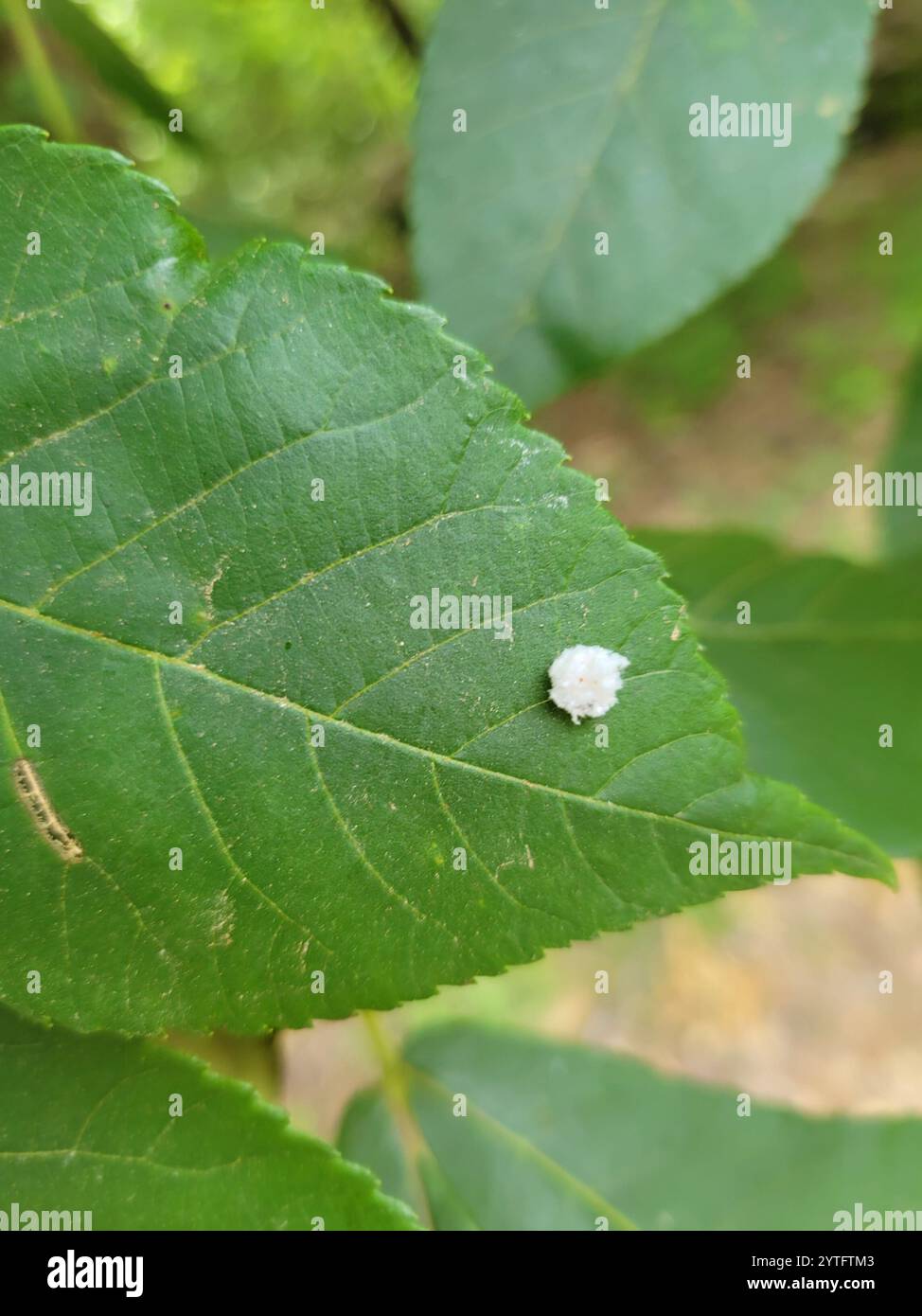 One Winged Insect Winged and Once-winged Insects (Pterygota Stock Photo - Alamy
