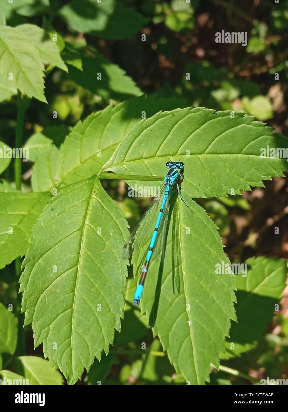 Azure Damselfly (Coenagrion puella Stock Photo - Alamy