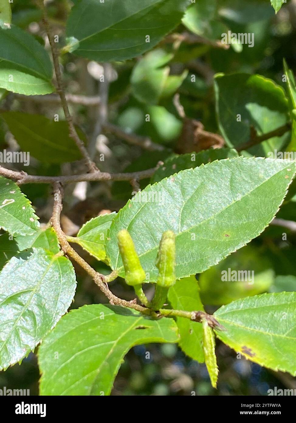 Climbing Raisin (Grewia afra Stock Photo - Alamy