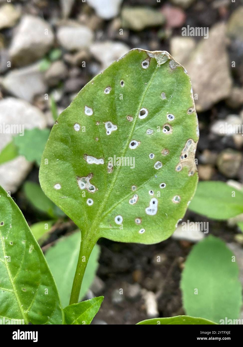 Bacterial Speck (Pseudomonas syringae Stock Photo - Alamy